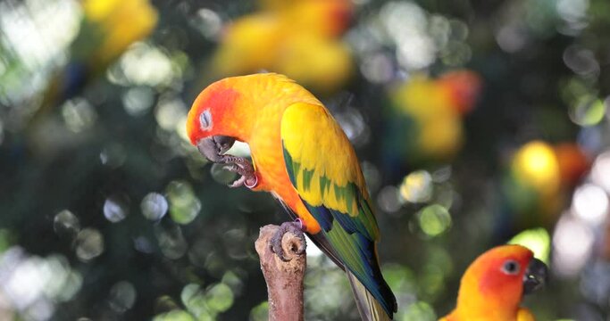 parrot on a branch
