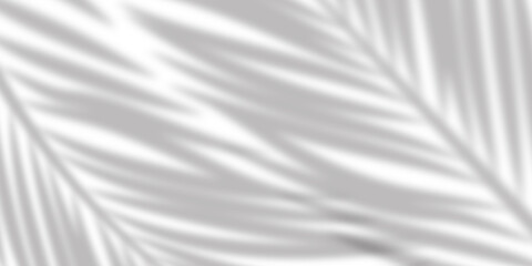 Obraz premium Abstract background of palm leaves or coconut leaves. Natural pattern, gray shadow. Copy space or empty. For advertisements, business cards, brochures and white backgrounds.