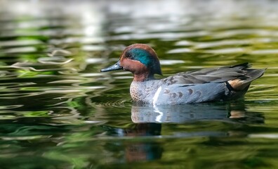 American wigeon duck in beautiful green water ripples of a pond