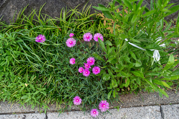 マツバギクの花