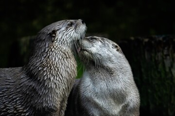 River otters cuddling with black background in Portland