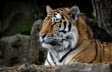 Siberian tiger up close in the Portland zoo