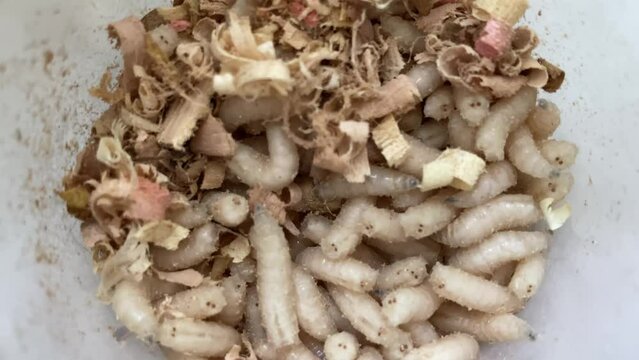Texture of maggots for fishing
