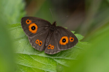 Heteropsis turbata, ein madegassischer Schmetterling