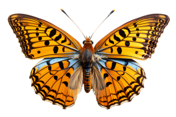 Picture watercolor of multicolored orange butterfly drawing colorful perch isolated on cut out PNG or transparent background. For fabric texture design. work of art. Realistic clipart template pattern