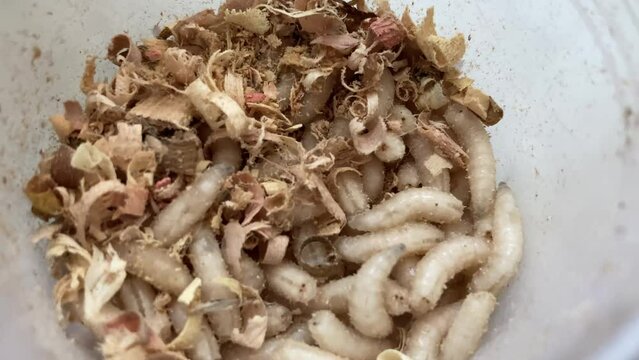 Texture of maggots for fishing