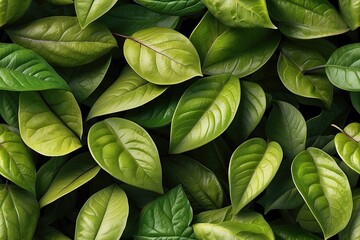 green leaves background