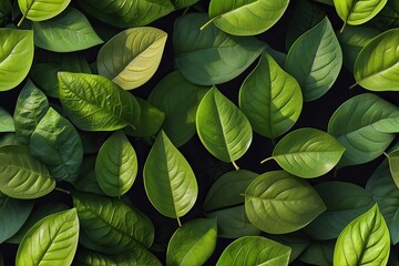 green leaves background