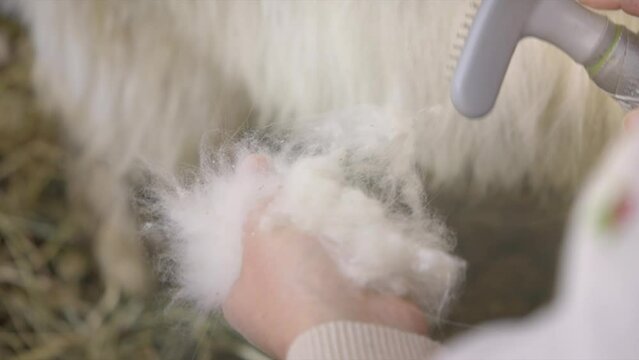 Combing pashm from goats. Collecting wool from cashmere goats_Close up. Manufacture of handmade yarn from natural sheep's wool. 