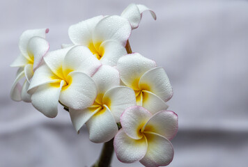 Full frame abstract macro view of an inflorescence of white plumeria (frangipani) flower blossoms in full bloom