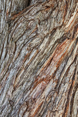 Background wood texture for shooting food or objects