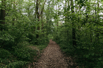 Fototapeta premium road in the forest at sunset