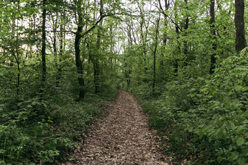 Obraz premium road in the forest at sunset