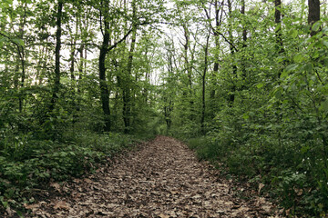 road in the forest at sunset