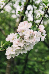 Obraz premium spring in the forest