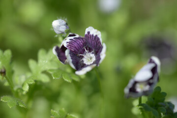 ネモフィラ・ペニーブラック