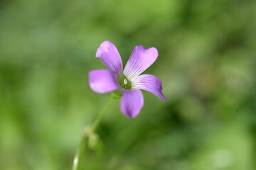 ムラサキカタバミ