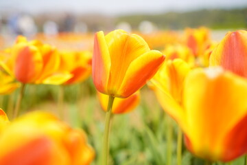 満開のチューリップ畑。佐倉チューリップフェスタ2023年。