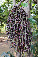 A juicy mangosteen fruit rests on the side of a bustling highway road its purple rind contrasting a