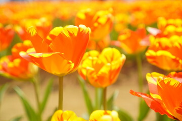 満開のチューリップ畑。佐倉チューリップフェスタ2023年。