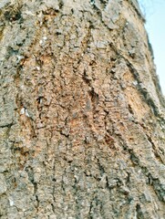 bark of a tree