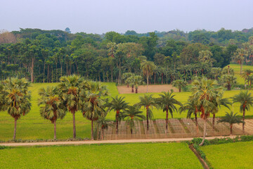 Beautiful green rice field in the morning at Khulna Jashore, Bangladesh 