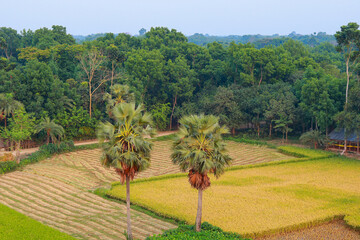 Beautiful green rice field in the morning at Khulna Jashore, Bangladesh 