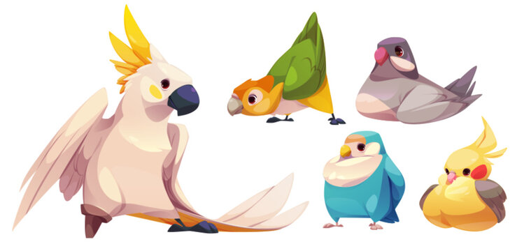 Naklejki Cute funny parrot characters set. Cartoon vector collection of different colorful friendly exotic bird species with beak, wing and tales with multicolored feathers. Jungle exotic animals and pets.