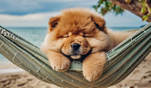 Chow Chow Puppy 15 294 Adobe Stock