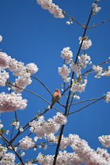 cherry blossom in spring