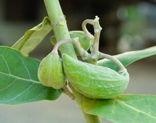 The pods of the Calotropis gigantea tree have green fruits with soft skin and white patches...
