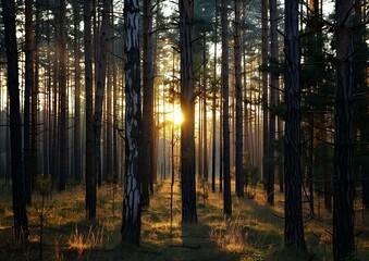 Enchanting Sunrise Through Pine Trees in a Serene Forest Landscape
