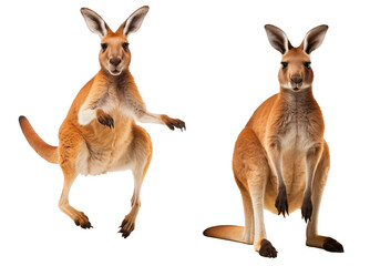 Front View of Red Kangaroo Jumping And Standing Isolated on Transparent PNG Background