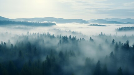 Fototapeta premium Photograph of a foggy forest. Misty Forest Aerial Photograph with Pine Trees. Foggy, Atmospheric Nature Background