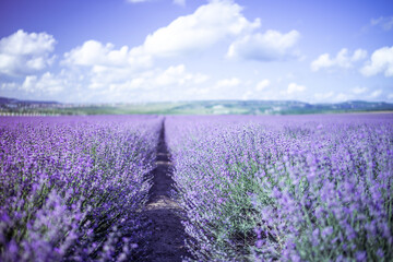 Lavender Blooms, a picturesque field of blooming lavender under a partly cloudy sky. Captured during the day, highlighting natural beauty and agricultural potential