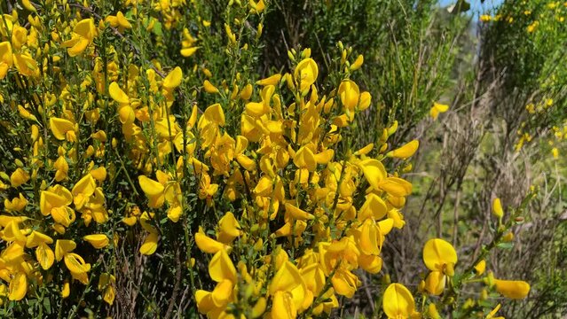 We see in the foreground the Cytisus Scoparius plant, also commonly called Yellow Broom, we see it in flower with a striking color and its thin green stems create a soft movement through the air.