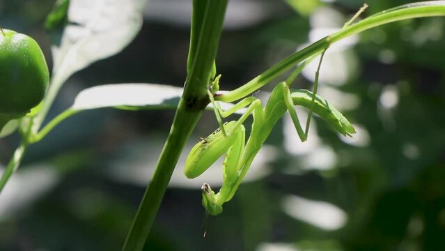 Close up of a praying mantis on a plant