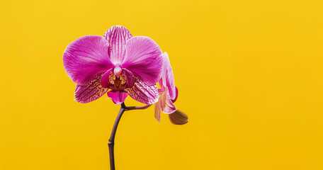 Vibrant purple orchid on yellow background