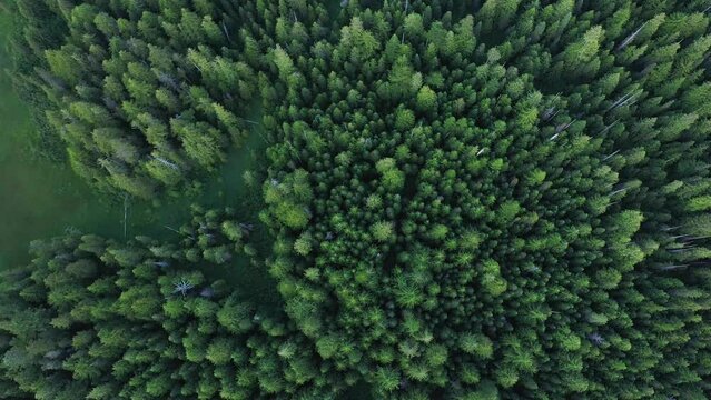 4k Aerial drone video footage of evergreen forests in Oregon 