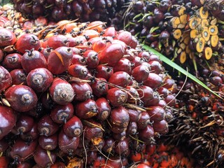 Oil palm fruits after harvest