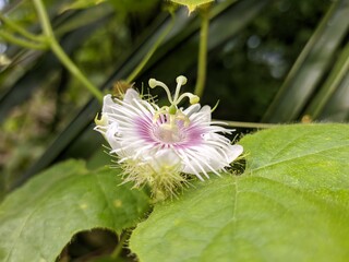 Rambusa Flower (Passiflora foetida) In The Morning