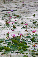 Pygmy water lilies grace the pond with their delicate beauty, floating effortlessly on the water's...