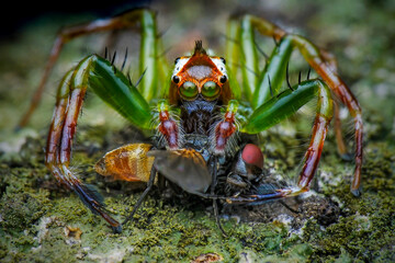 spider on a leaf