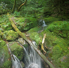 Small creek and moss covered stones in Yakushima green mystical forest 