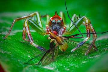 spider on leaf