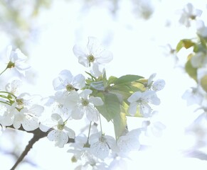 sunbeams filter through blooming tree branches with white flowers. concepts: sunlit garden, path to serenity, background for meditation apps or inspirational quotes, tranquil retreat, relaxation
