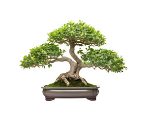 Exquisite bonsai tree with a twisted trunk and lush green foliage in a traditional pot. Generative AI