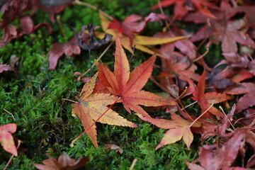 紅葉