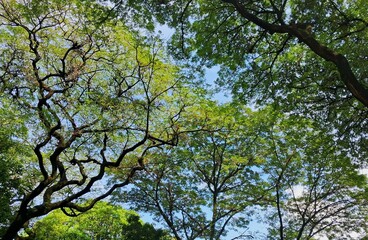 trees in spring