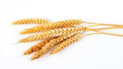 Golden ripe wheat old stalk ready to be harvested isolated on white background.